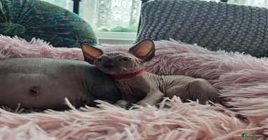 Sphynx cats - Advert 9