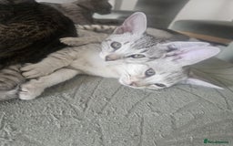 Savannah cats for sale: Savannah F6 kittens *Last one Left* - Image 27