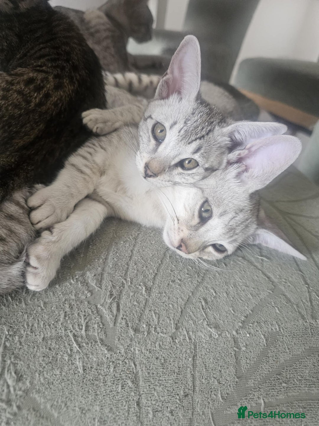 Savannah cats for sale: Savannah F6 kittens *Last one Left* - Image 27