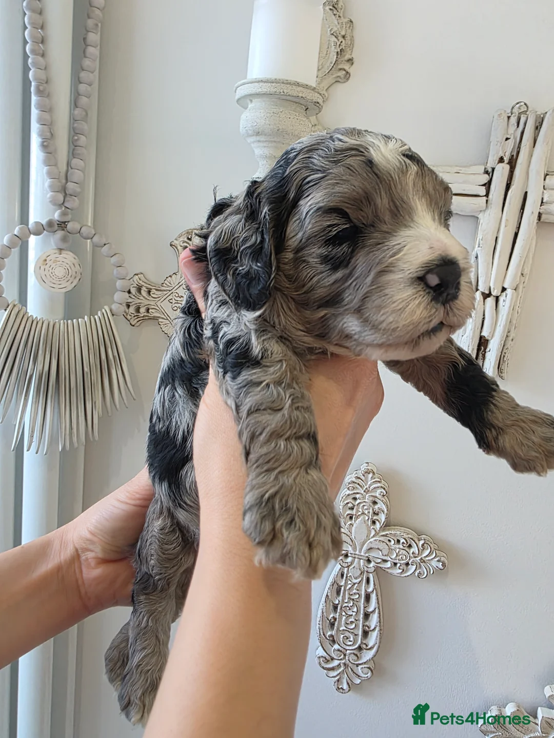 Cavapoo dogs for sale: Beautiful f1b cavapoo boys - Advert 1