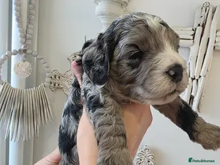 Cavapoo dogs Beautiful f1b cavapoo boys - Advert 1