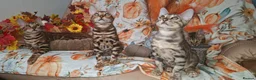 Bengal cats for sale: Stunning Bengal Kittens  - Advert 13