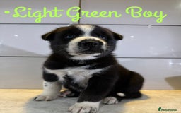 Siberian Husky dogs for sale: Husky Puppies 🩵🩷 - Image 17