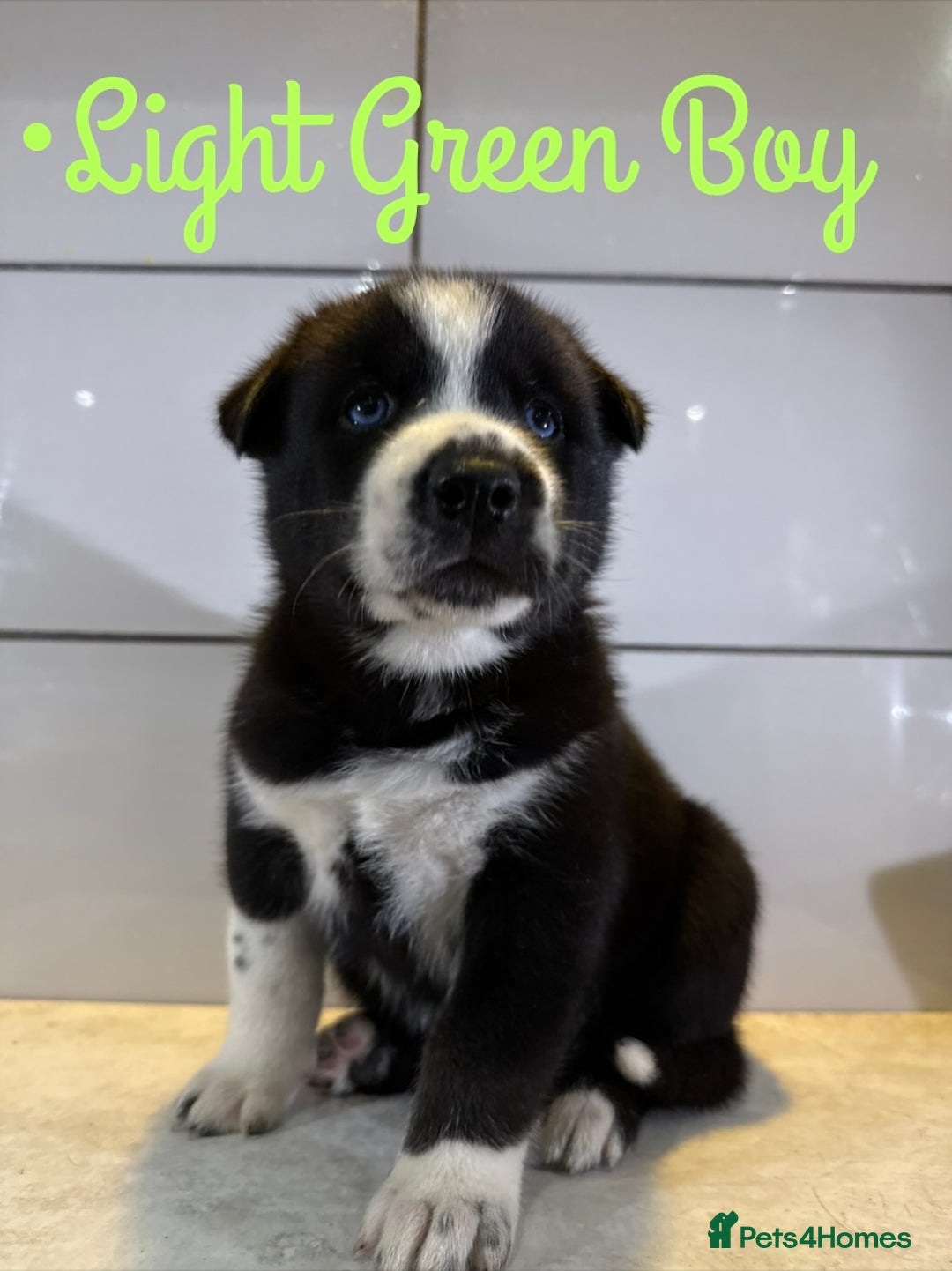 Siberian Husky dogs for sale: Husky Puppies 🩵🩷 - Image 17