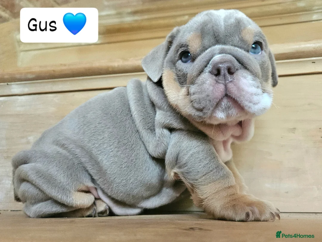 English Bulldog dogs for sale: Outstanding KC English Bulldogs, Top Quality Pups - Image 24