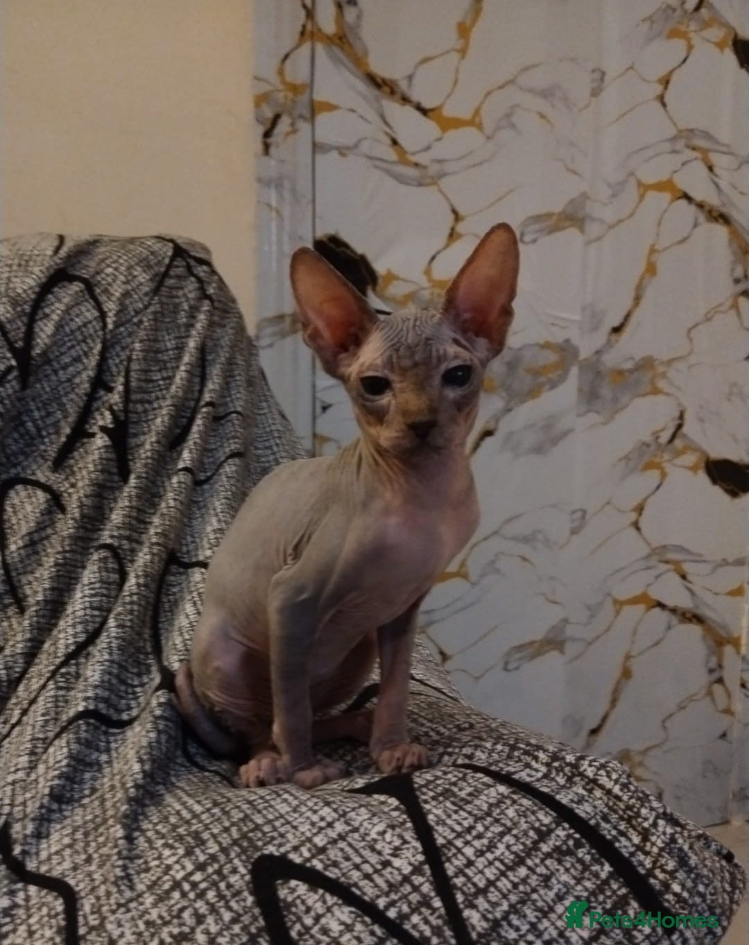 Sphynx cats for sale: Beautiful blue tabby girl - Advert 12