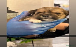 Lhasa Apso dogs for sale: 4 stunning pedigree Lhasa apsos for sale  - Image 6