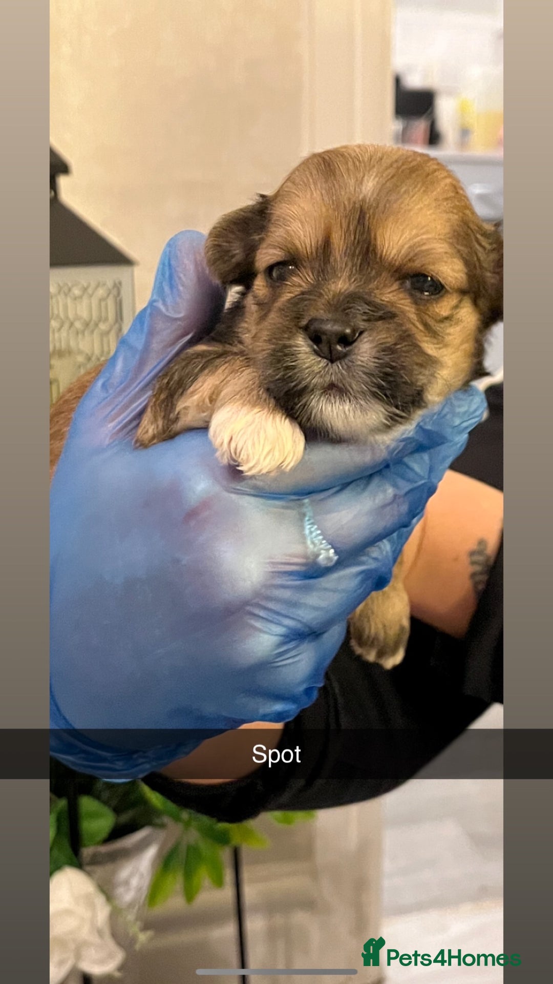 Lhasa Apso dogs for sale: 4 stunning pedigree Lhasa apsos for sale  - Image 6