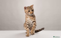 Bengal cats for sale: 🔥Retired Bengal Queen🔥 - Image 1
