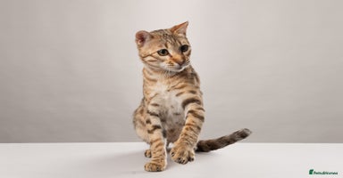 Bengal cats - Advert 14