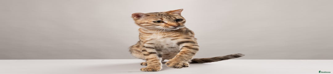 Bengal Kitten 1