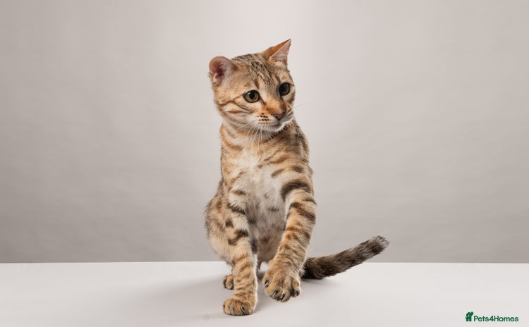 Bengal cats - Advert 2