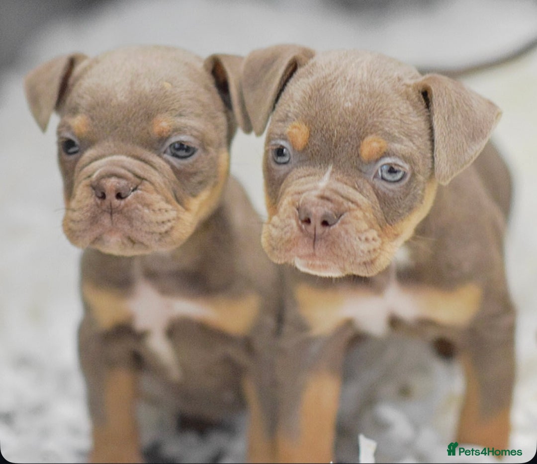Old Tyme Bulldog dogs for sale: Why Settle for Less? 5⭐️Rated, 23 Years Experience - Image 6