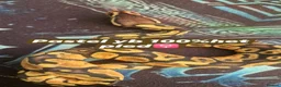 Python Snake reptiles for sale: Various royals in Bilston - Advert 8