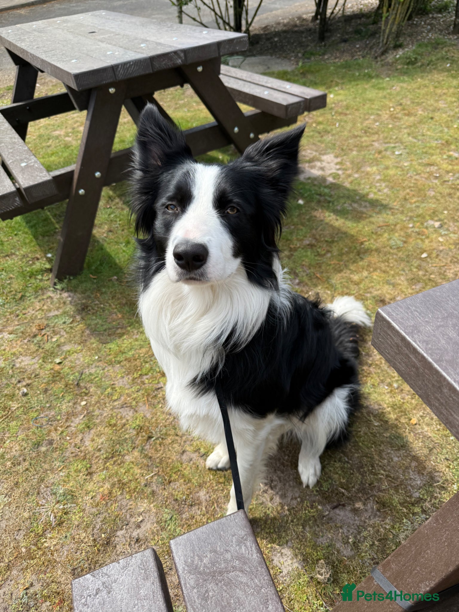 Border Collie dogs Border Collie Boy  - Advert 4
