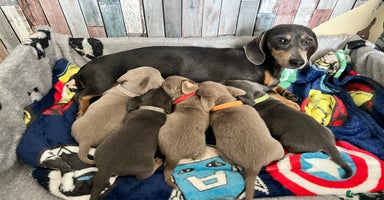 Dachshund dogs - Advert 7