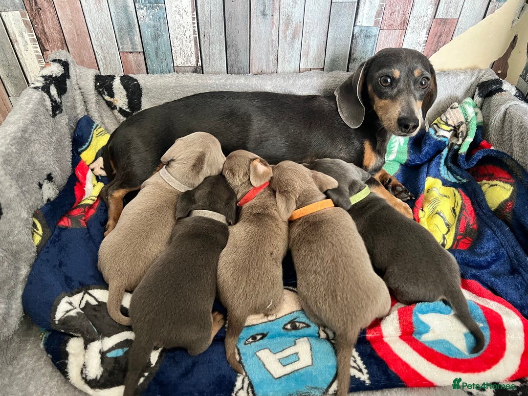 Dachshund dogs for sale: Beautiful mini dachshund babies  - Image 2