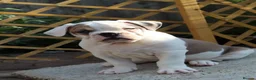 Dorset Olde Tyme Bulldogge dogs for sale: Dorset olde tyme bulldog for sale  in Cowes - Advert 5