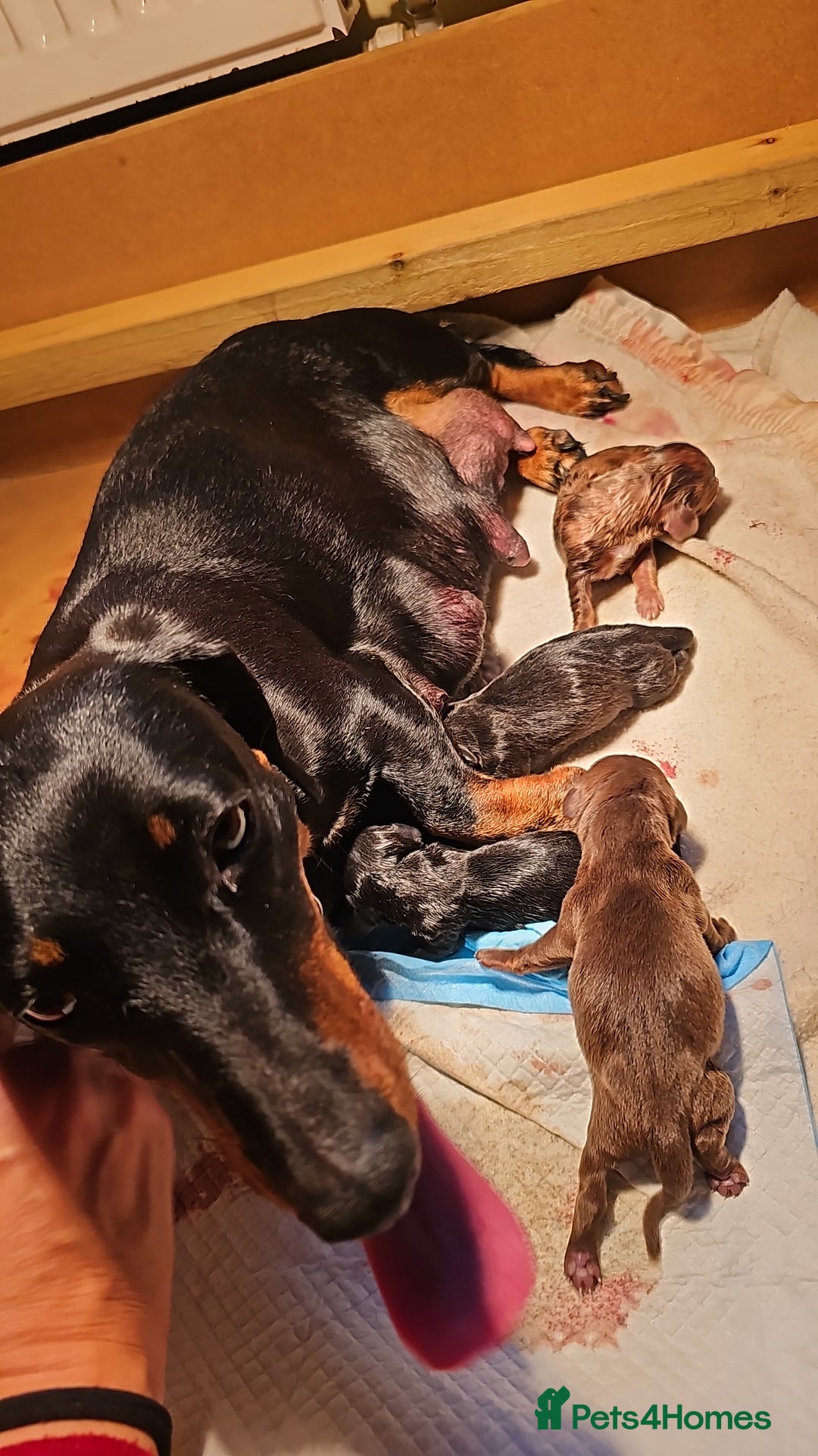 Miniature Dachshund dogs for sale: Miniature Daschund Puppies 6 Boys ONLY 2 LEFT 🩵💙 - Advert 9