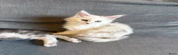 Maine Coon cats for sale: Moonshade Ivory  - Advert 5