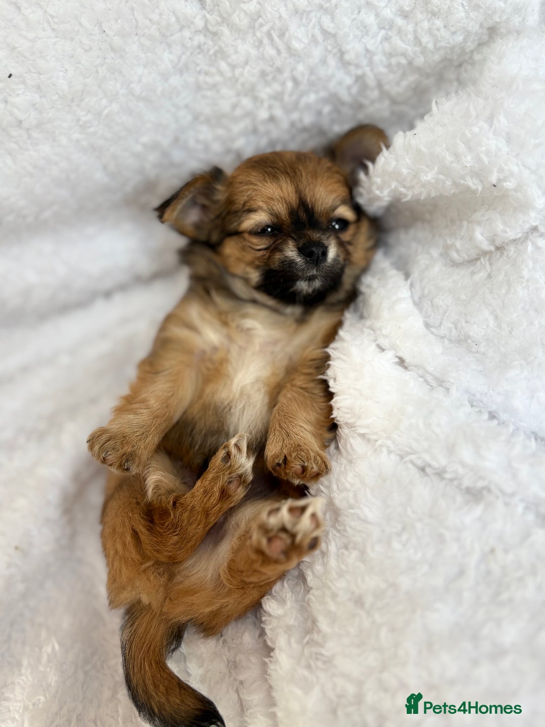 Chihuahua dogs for sale: Champion Line Chihuahua miniature puppies  - Image 19