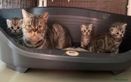 British Shorthair cats for sale: Stunning Silvers - Image 1