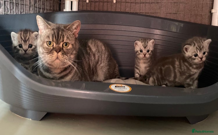 British Shorthair cats - Advert 7
