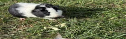 Guinea Pig rodents for sale: Guinea pig  - Advert 4