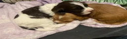 Cocker Spaniel dogs for sale: 4 Working Cocker Spaniel Puppies - Advert 23