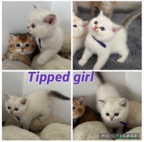 British Shorthair cats - Advert 1