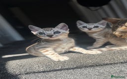 Bengal cats for sale: 🔥🏆OUTSTANDING SHOW BENGALS… READY 26th AUGUST💯 - Image 14