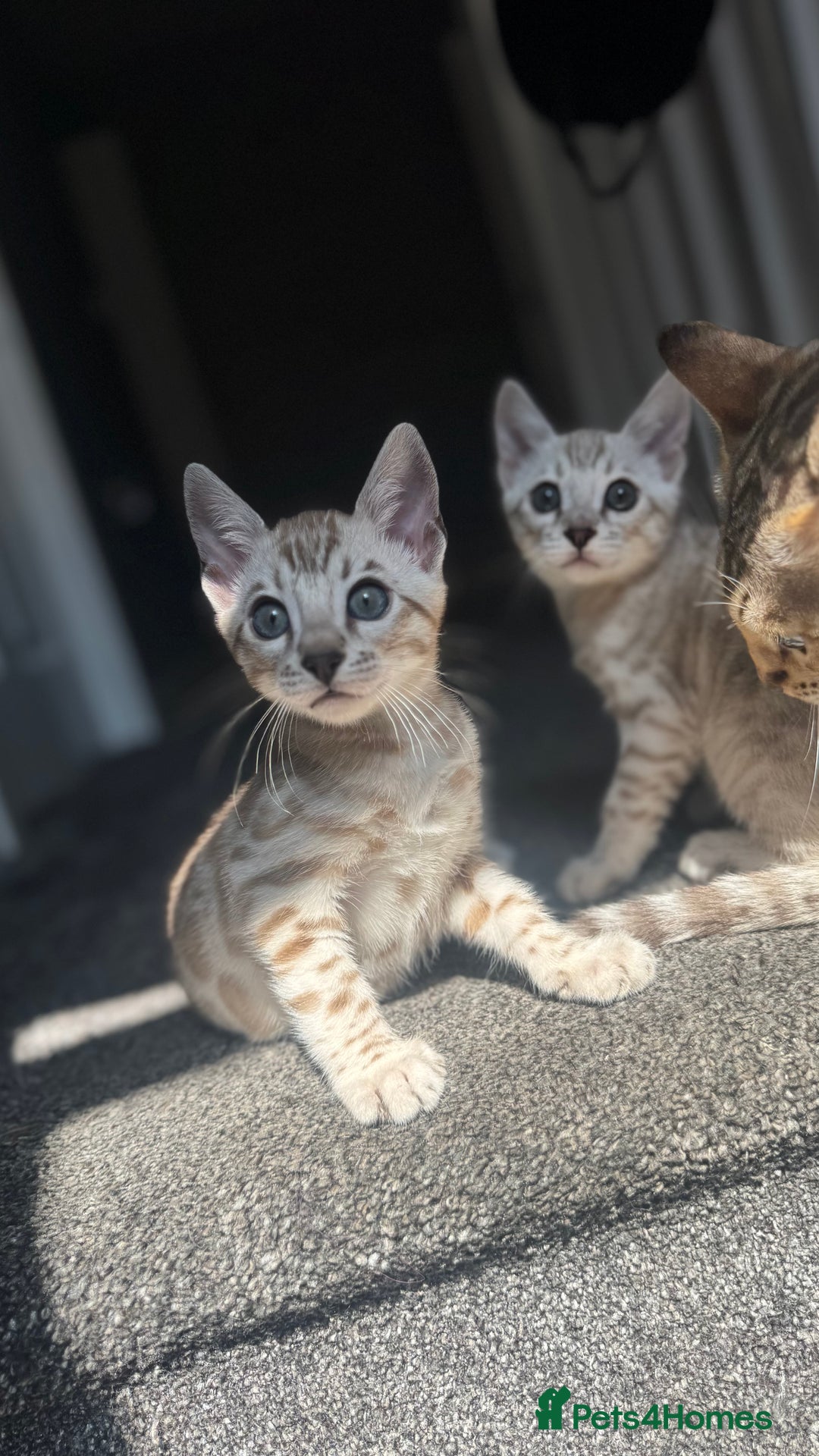 Bengal cats for sale: 🔥🏆OUTSTANDING SHOW BENGALS… READY 26th AUGUST💯 - Image 14