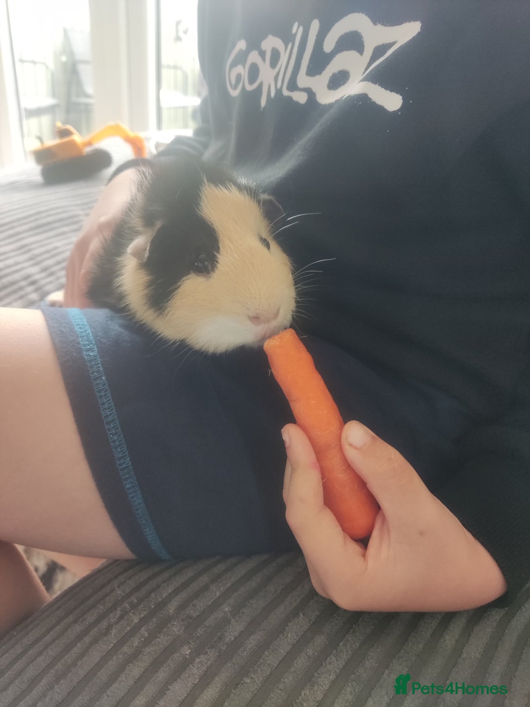 Guinea Pig rodents for sale: 2 Male Guinea Pigs - Have to go together  - Image 9