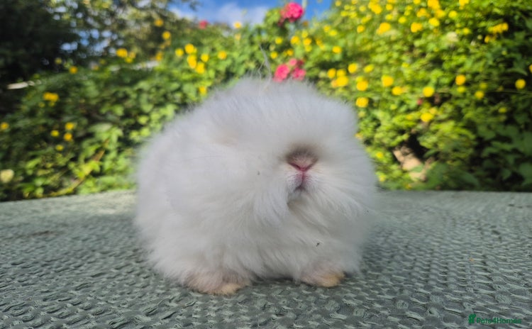 Angora rabbits in Tadworth - Advert 4