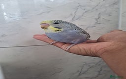 Budgerigars birds for sale: Silly hand tamed baby budgies for sale  - Image 2