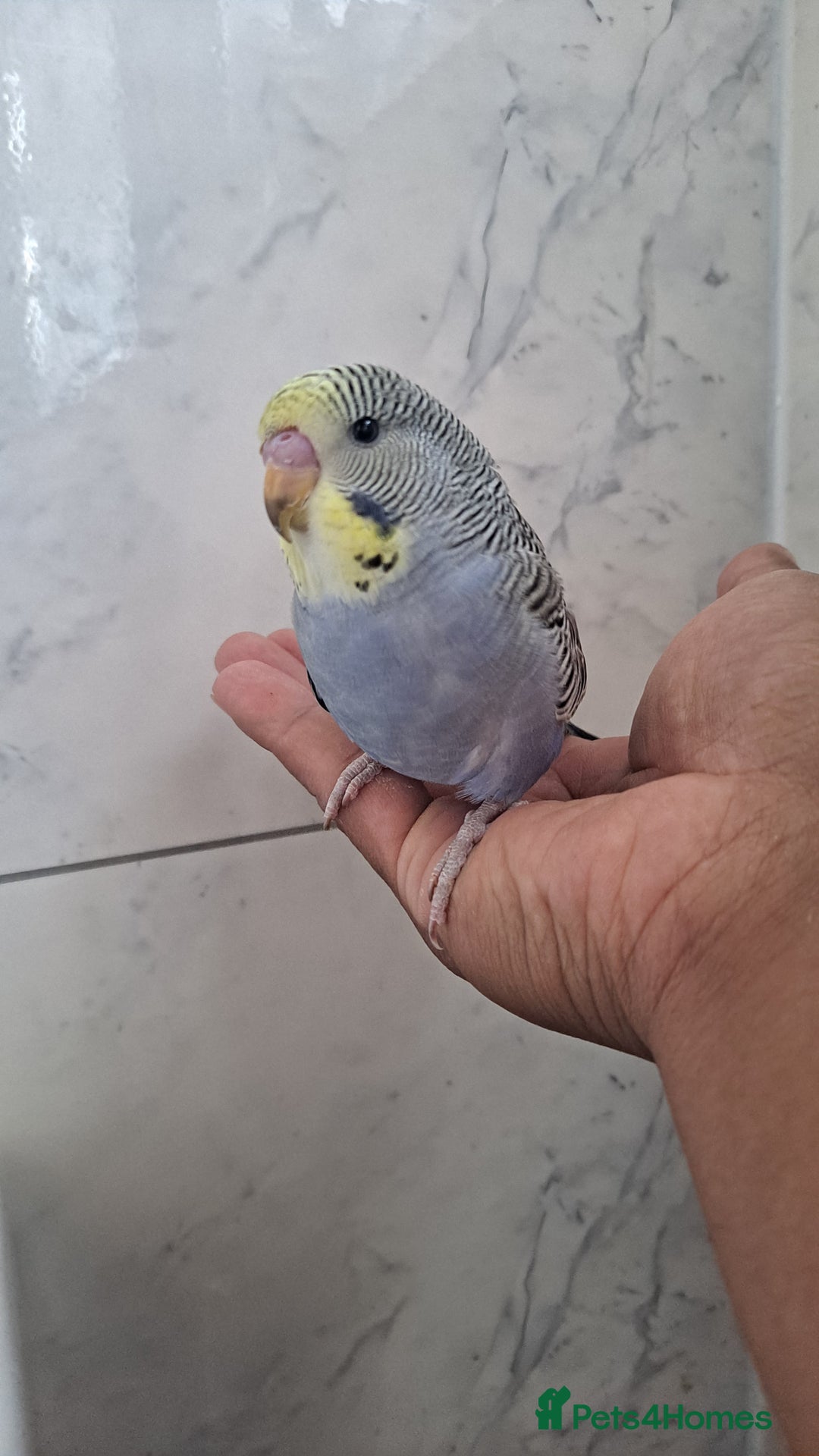 Budgerigars birds for sale: Silly hand tamed baby budgies for sale  - Image 2