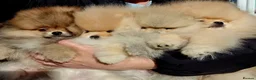 Pomeranian dogs for sale: Luxury Pomeranian puppies for sale!!! - Advert 2