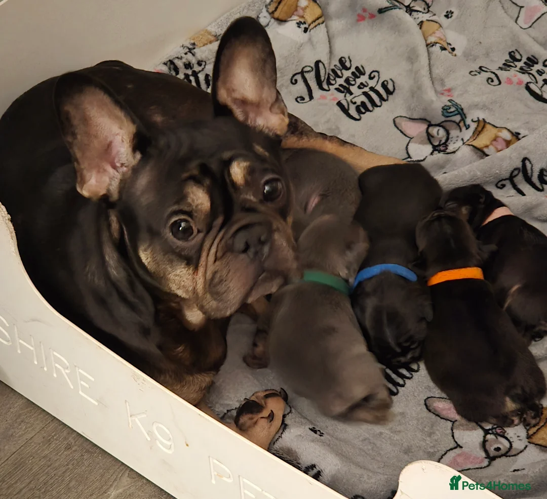 French Bulldog dogs for sale: Stunning French bulldog pupies  - Advert 13