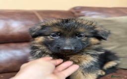German Shepherd dogs for sale: German Shepherd purebred - Image 2
