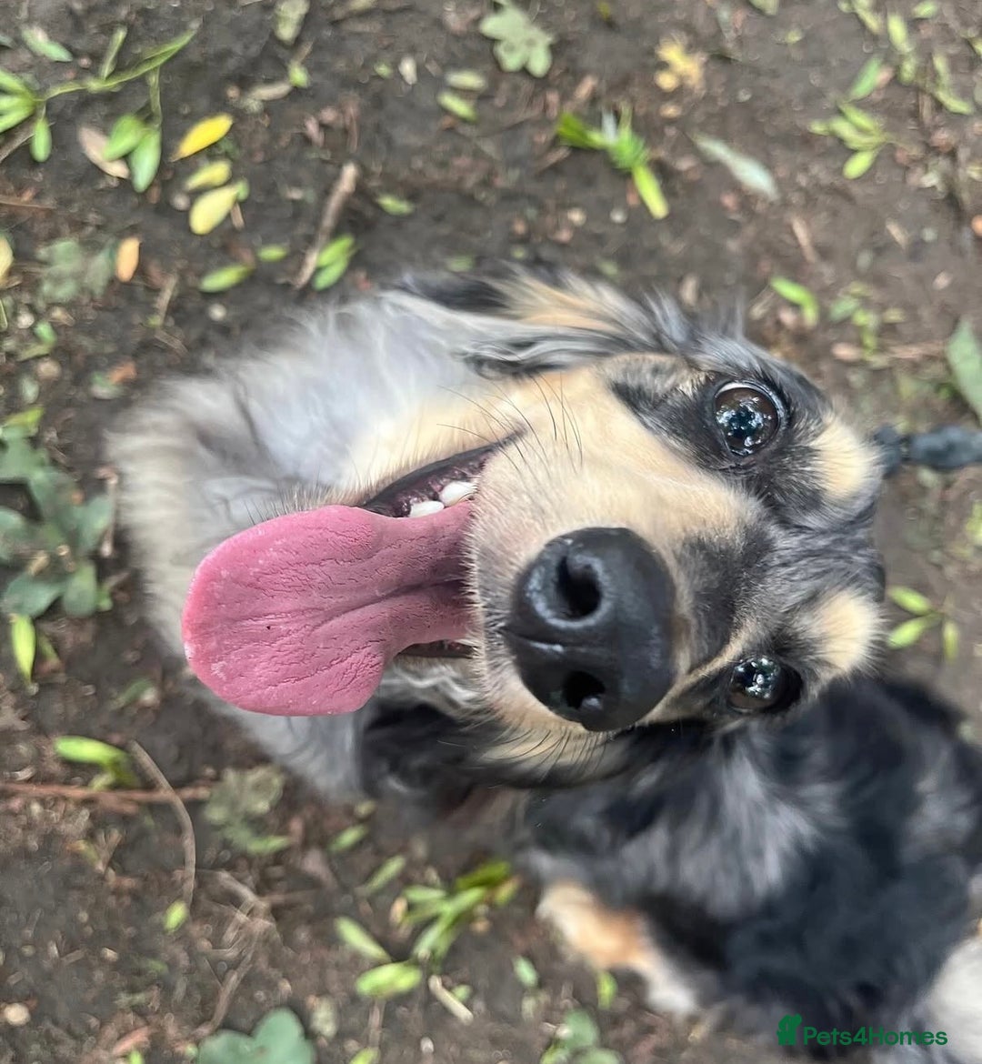 Miniature Dachshund dogs for sale: Long hair dachshund  - Advert 4