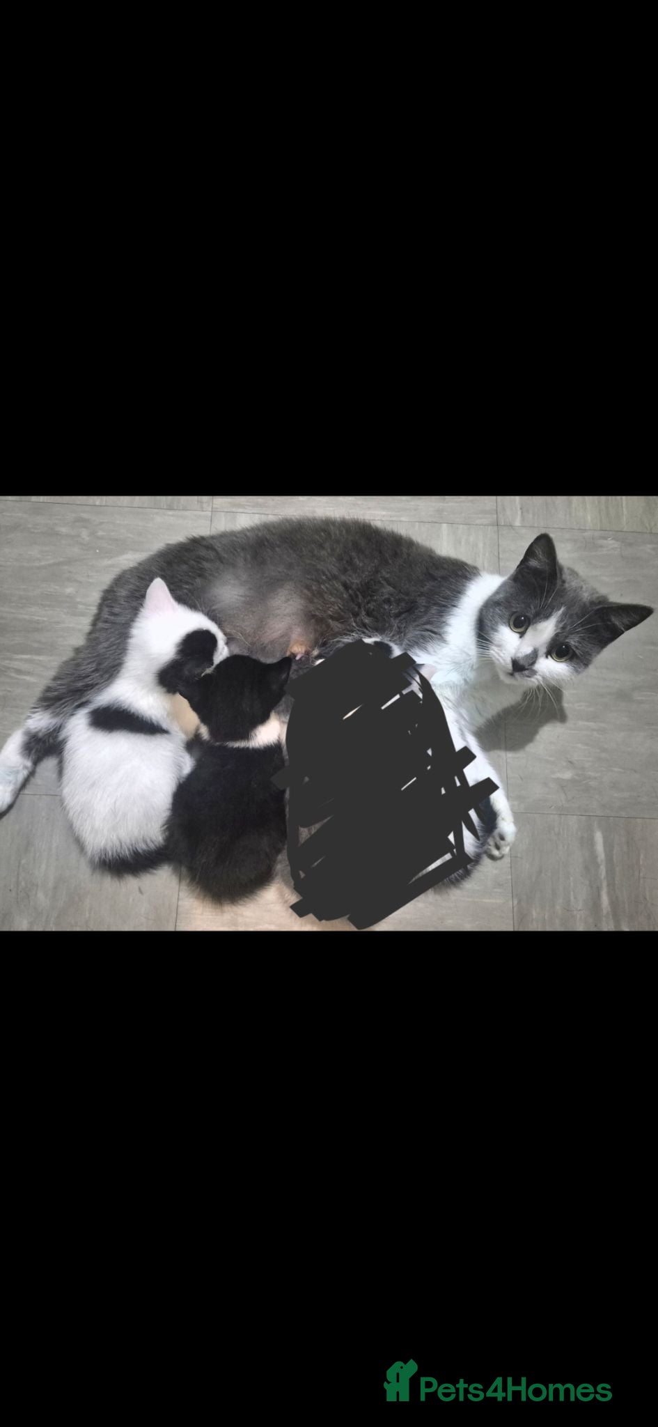 Mixed Breed cats Two kittens still looking for their forever home - Advert 2