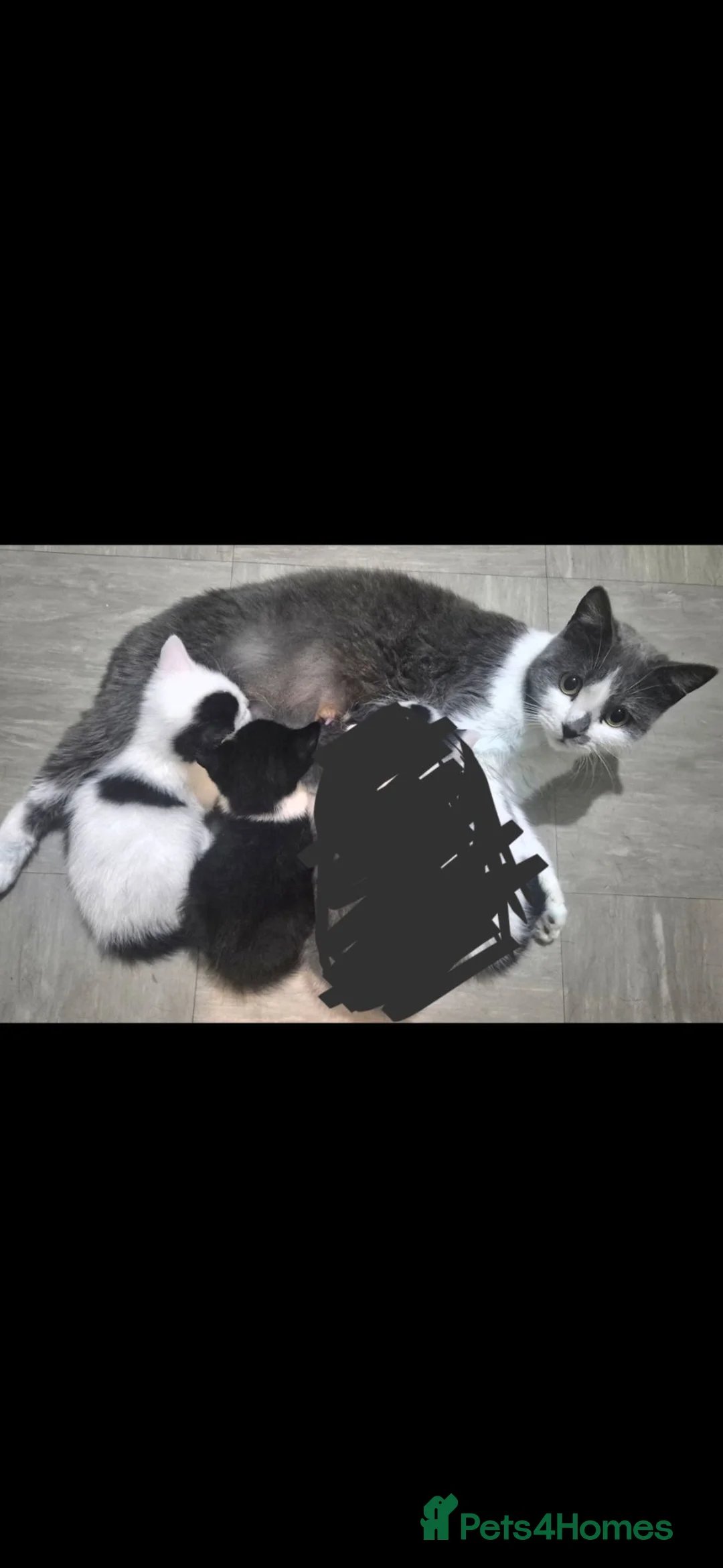 Mixed Breed cats for sale: Two kittens still looking for their forever home - Advert 1