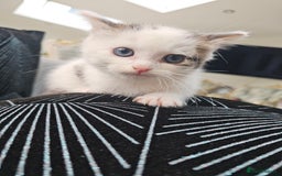 Russian Blue cats for sale: Lovley Russian white/Persian  - Advert 20