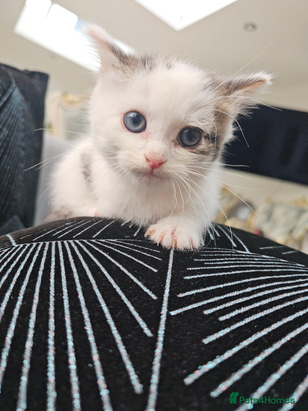 Russian Blue cats for sale: Lovley Russian white/Persian  - Advert 20