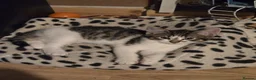Domestic Shorthair cats for sale: Kittens looking for lovely new home. - Advert 4