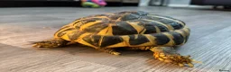 Hermann Tortoise reptiles for sale: Lovely tortoise and vivarium available  in Lichfield - Advert 2