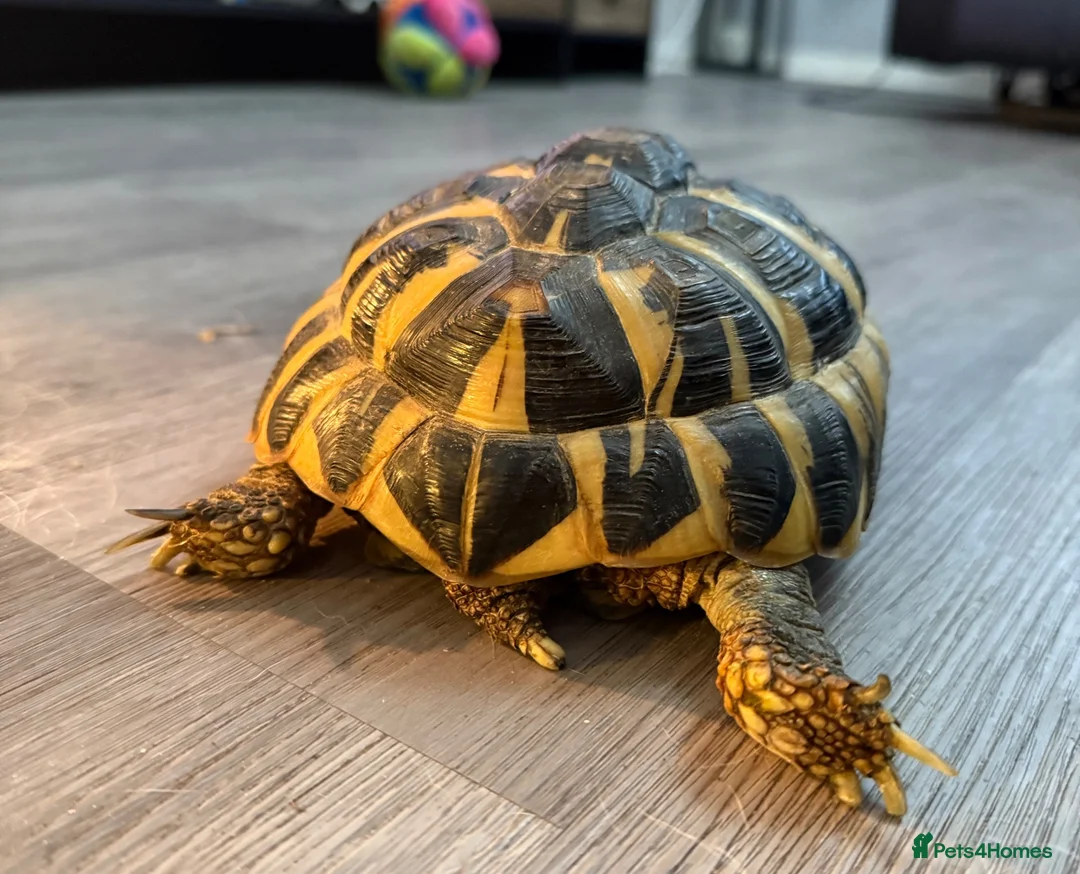 Hermann Tortoise reptiles for sale: Lovely tortoise and vivarium available  in Lichfield - Advert 2