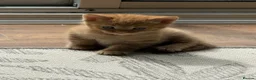 Maine Coon cats for sale: 3 gorgeous kittens  - Advert 3