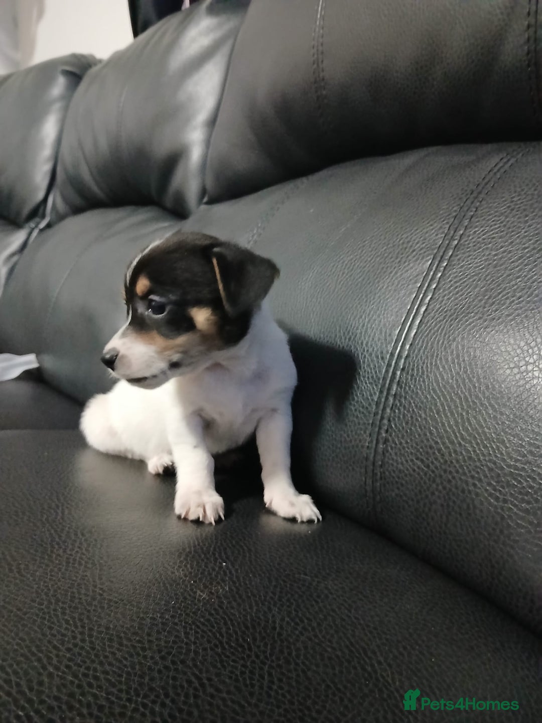 Jack Russell dogs for sale: Jack Russell puppies - Advert 3
