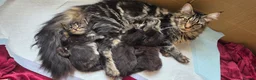 Maine Coon cats for sale: Two beautiful Maine Coon Kittens  in Ashford - Advert 29